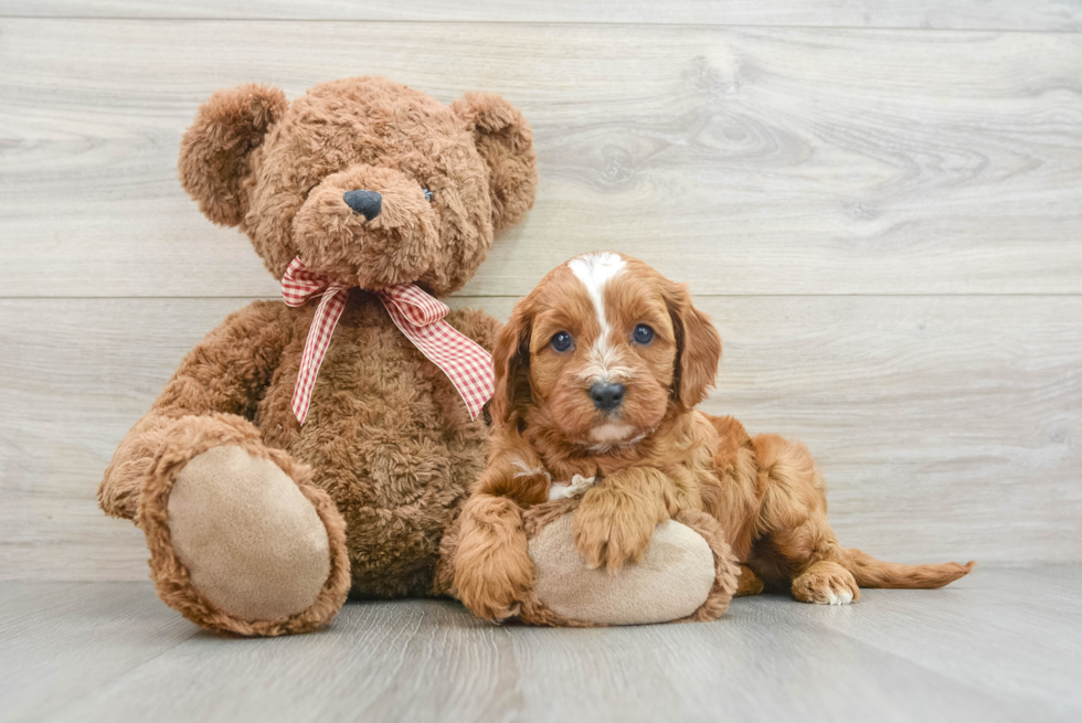 Petite Cavapoo Poodle Mix Pup