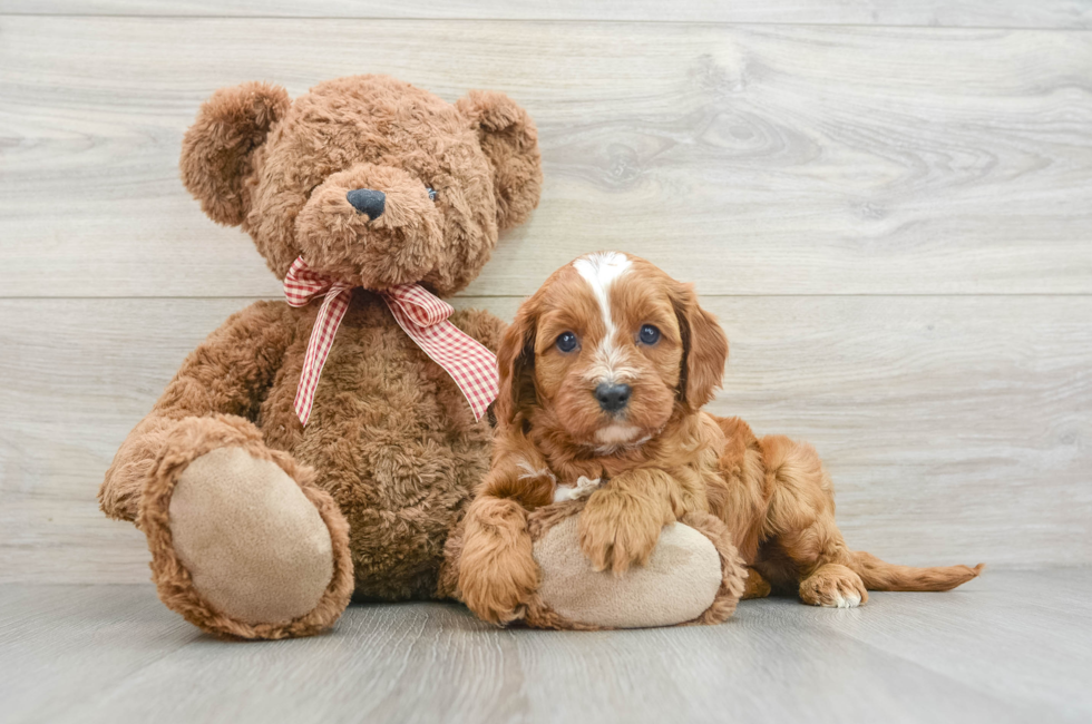 7 week old Cavapoo Puppy For Sale - Lone Star Pups