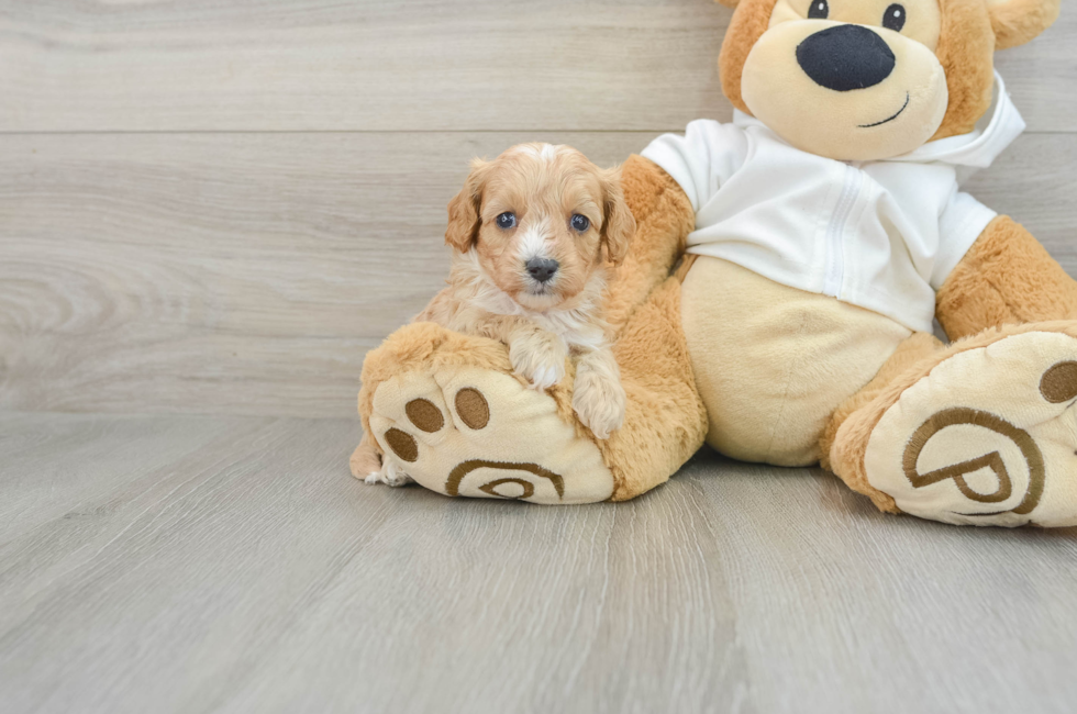 8 week old Cavapoo Puppy For Sale - Lone Star Pups