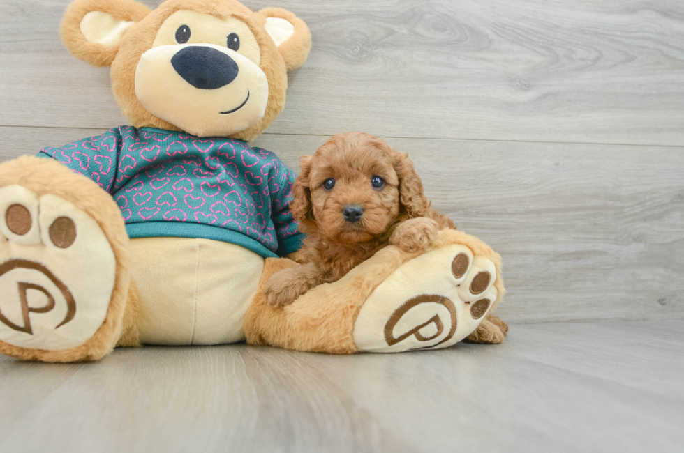 6 week old Cavapoo Puppy For Sale - Lone Star Pups