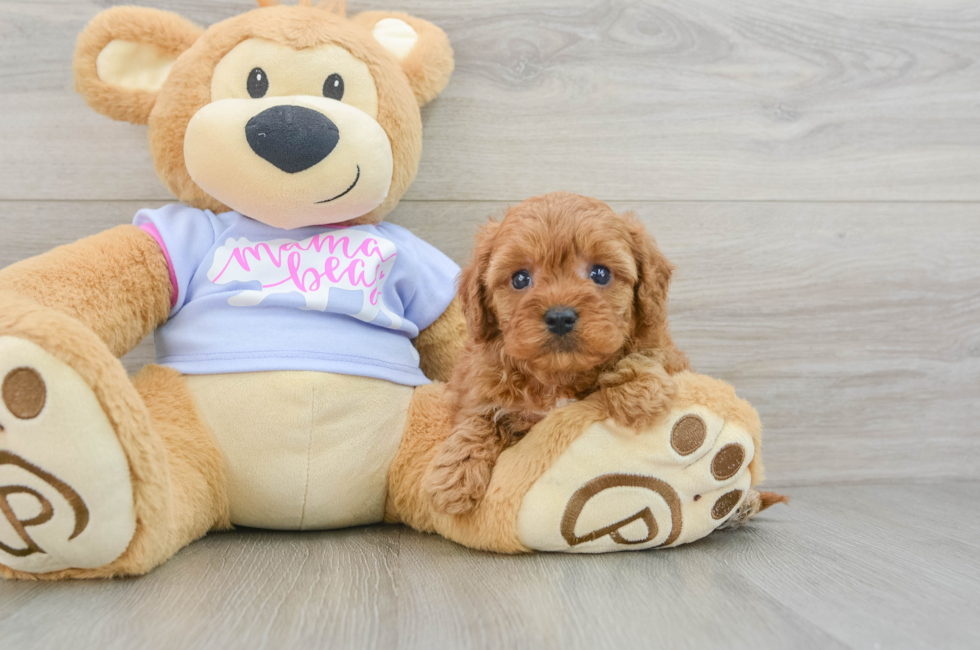 7 week old Cavapoo Puppy For Sale - Lone Star Pups