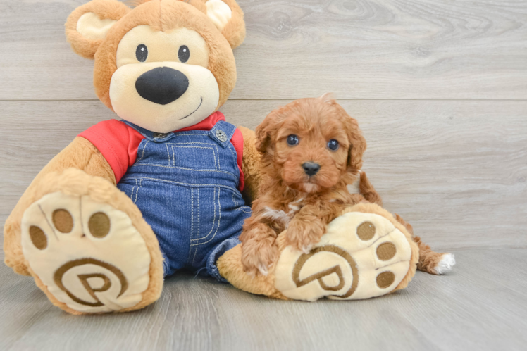 Sweet Cavapoo Baby