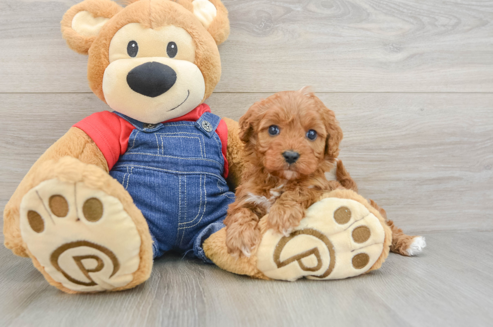 5 week old Cavapoo Puppy For Sale - Lone Star Pups
