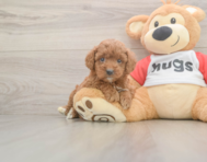 8 week old Cavapoo Puppy For Sale - Lone Star Pups