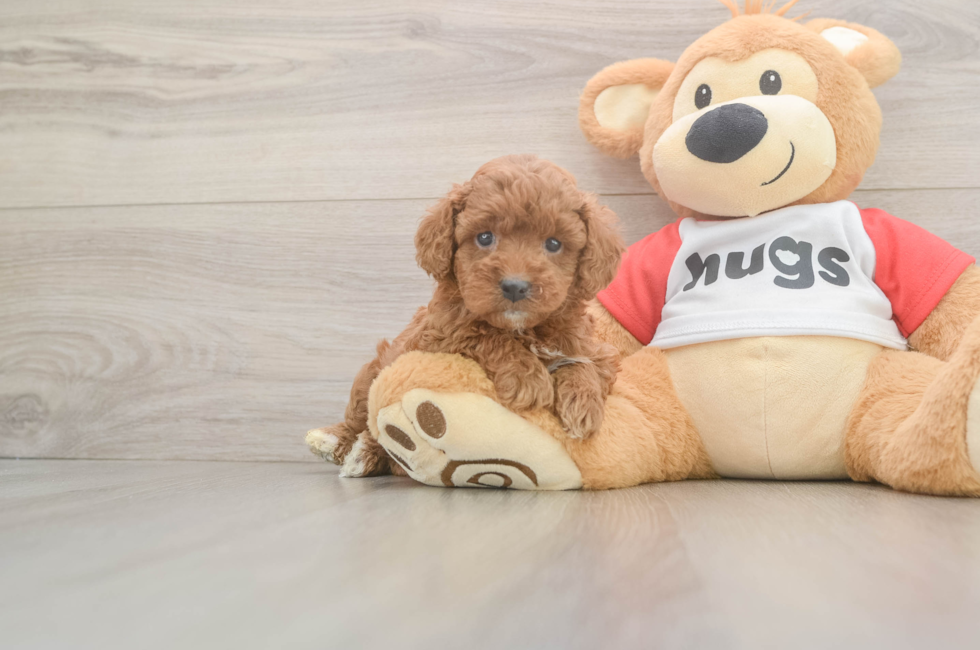 5 week old Cavapoo Puppy For Sale - Lone Star Pups