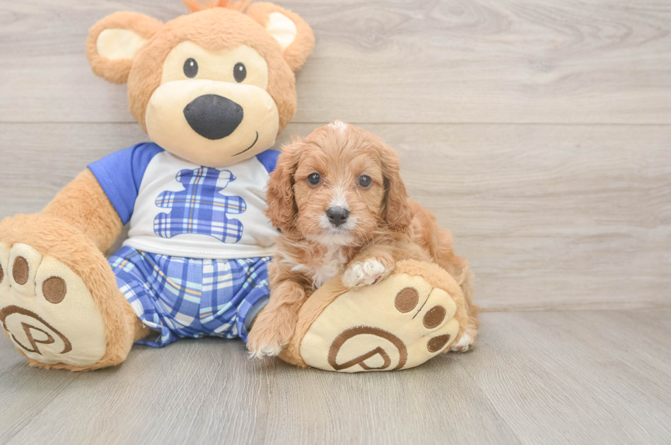 5 week old Cavapoo Puppy For Sale - Lone Star Pups