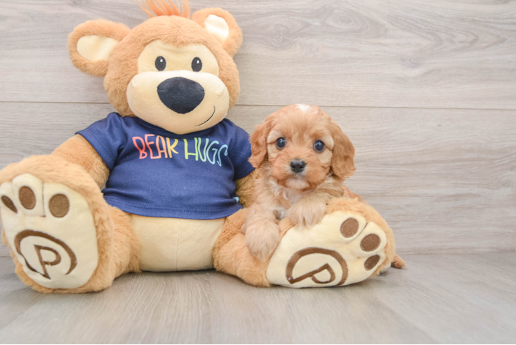 Energetic Cavoodle Poodle Mix Puppy