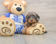 9 week old Cavapoo Puppy For Sale - Lone Star Pups