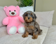 9 week old Cavapoo Puppy For Sale - Lone Star Pups