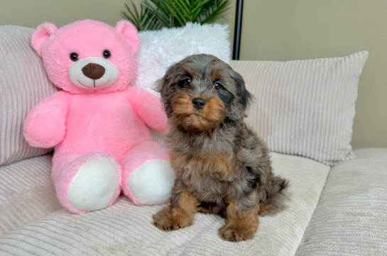 Cavapoo Puppy for Adoption
