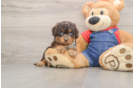 Energetic Cavoodle Poodle Mix Puppy