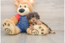 Cavapoo Pup Being Cute