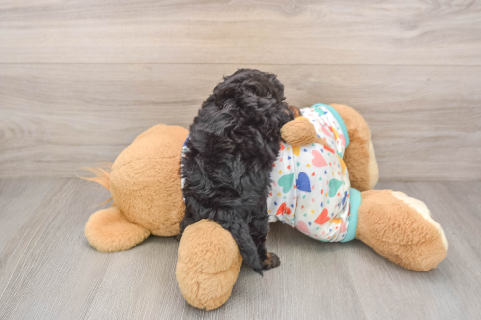 Sweet Cavapoo Baby