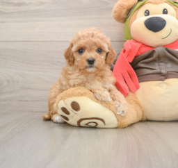 7 week old Cavapoo Puppy For Sale - Lone Star Pups