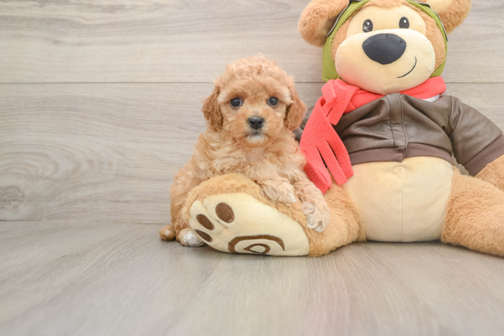 Cavapoo Puppy for Adoption