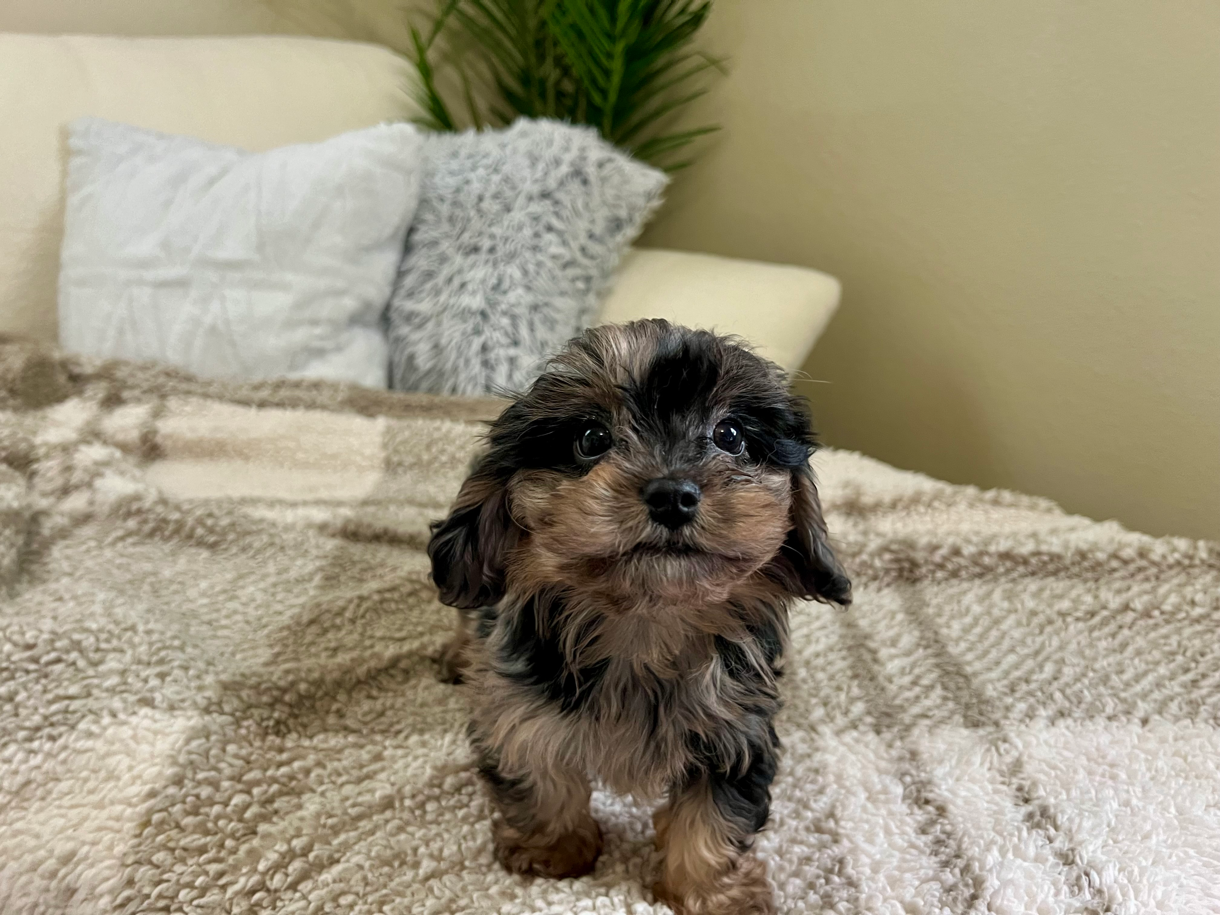 Cavapoo Pup Being Cute