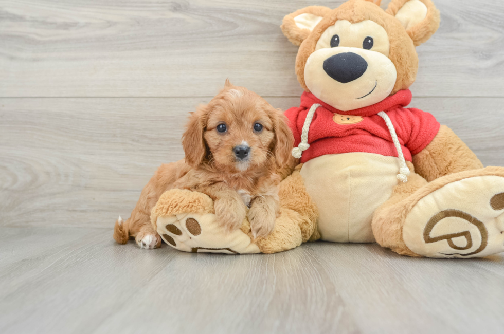 6 week old Cavapoo Puppy For Sale - Lone Star Pups