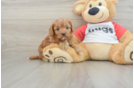 Funny Cavapoo Poodle Mix Pup