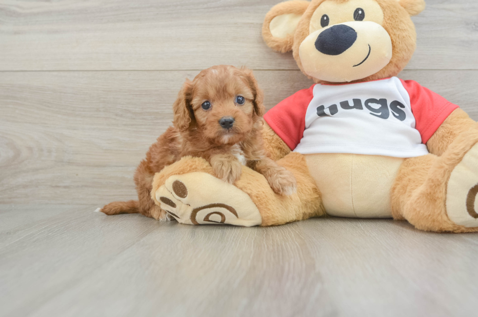 7 week old Cavapoo Puppy For Sale - Lone Star Pups