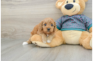 Smart Cavapoo Poodle Mix Pup