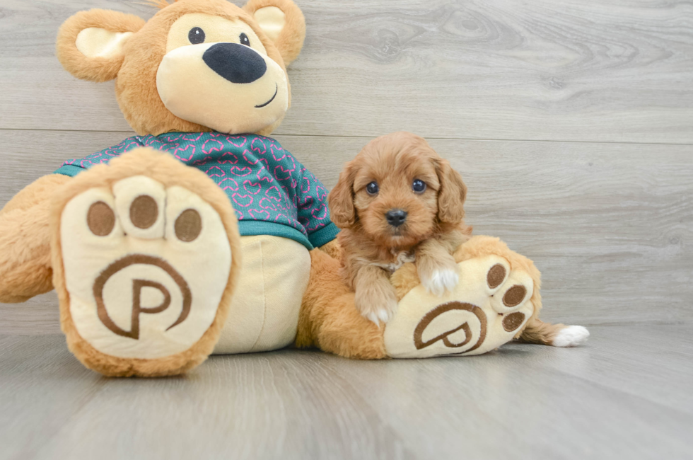 6 week old Cavapoo Puppy For Sale - Lone Star Pups