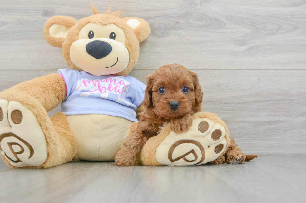 5 week old Cavapoo Puppy For Sale - Lone Star Pups