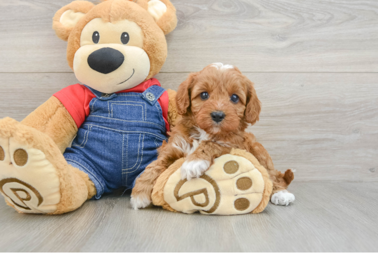 Playful Cavapoodle Poodle Mix Puppy