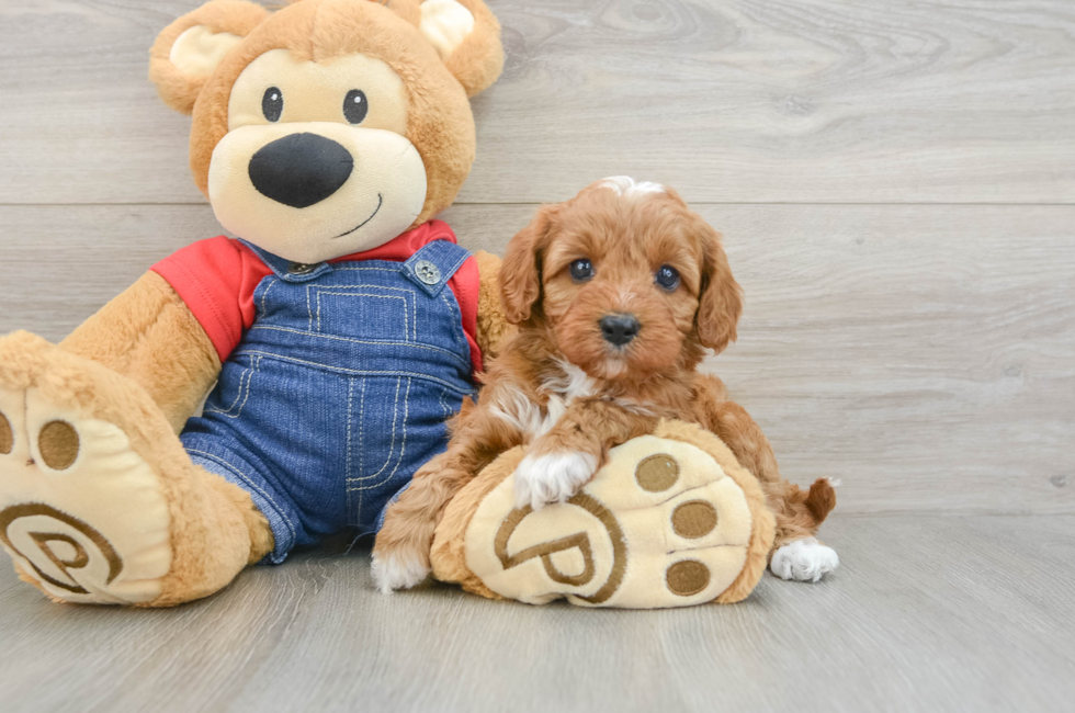 5 week old Cavapoo Puppy For Sale - Lone Star Pups