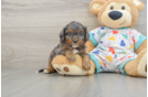 Playful Cavapoodle Poodle Mix Puppy