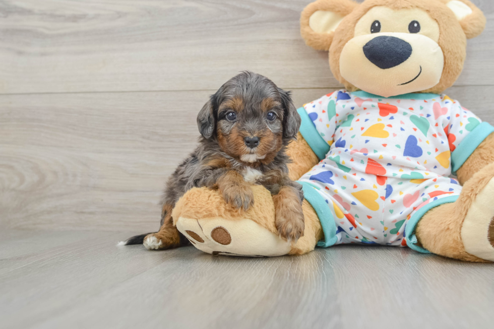 Playful Cavapoodle Poodle Mix Puppy