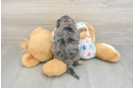 Small Cavapoo Baby