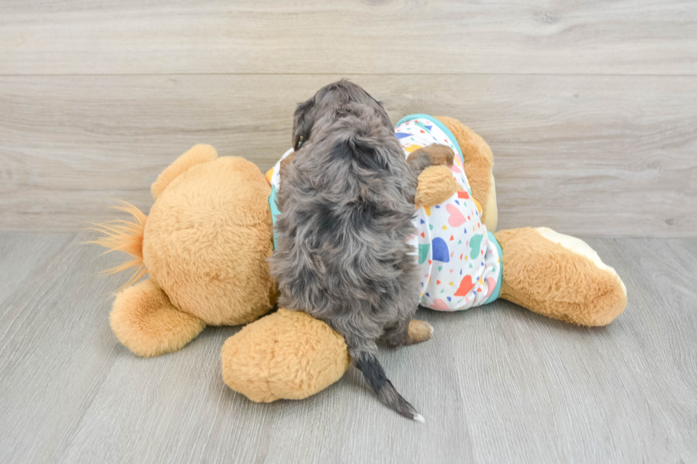 Small Cavapoo Baby