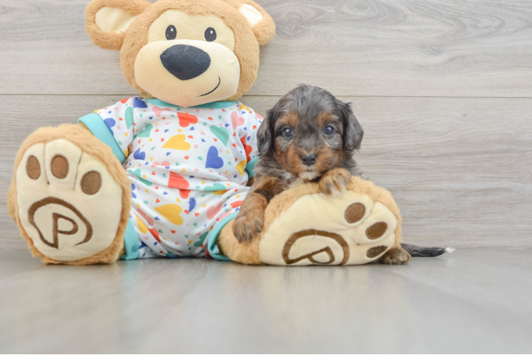 Small Cavapoo Baby
