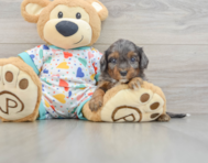 8 week old Cavapoo Puppy For Sale - Lone Star Pups