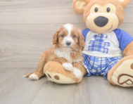 7 week old Cavapoo Puppy For Sale - Lone Star Pups