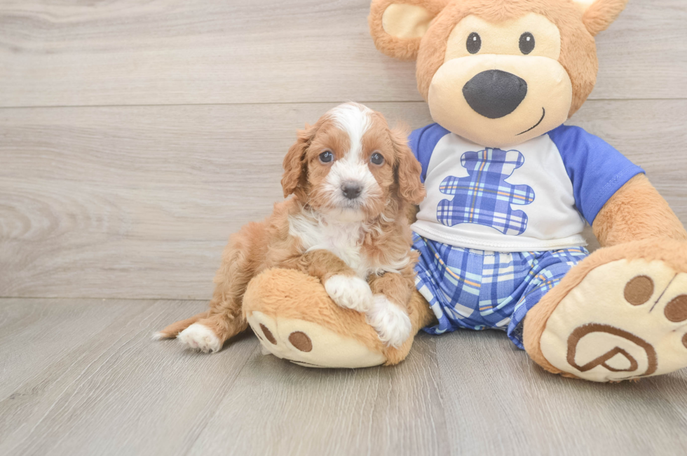 5 week old Cavapoo Puppy For Sale - Lone Star Pups