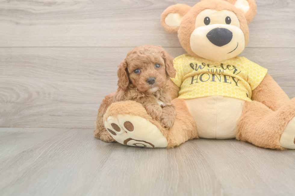 5 week old Cavapoo Puppy For Sale - Lone Star Pups