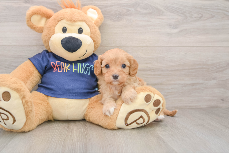 Cavapoo Pup Being Cute