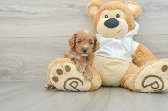 Sweet Cavapoo Baby