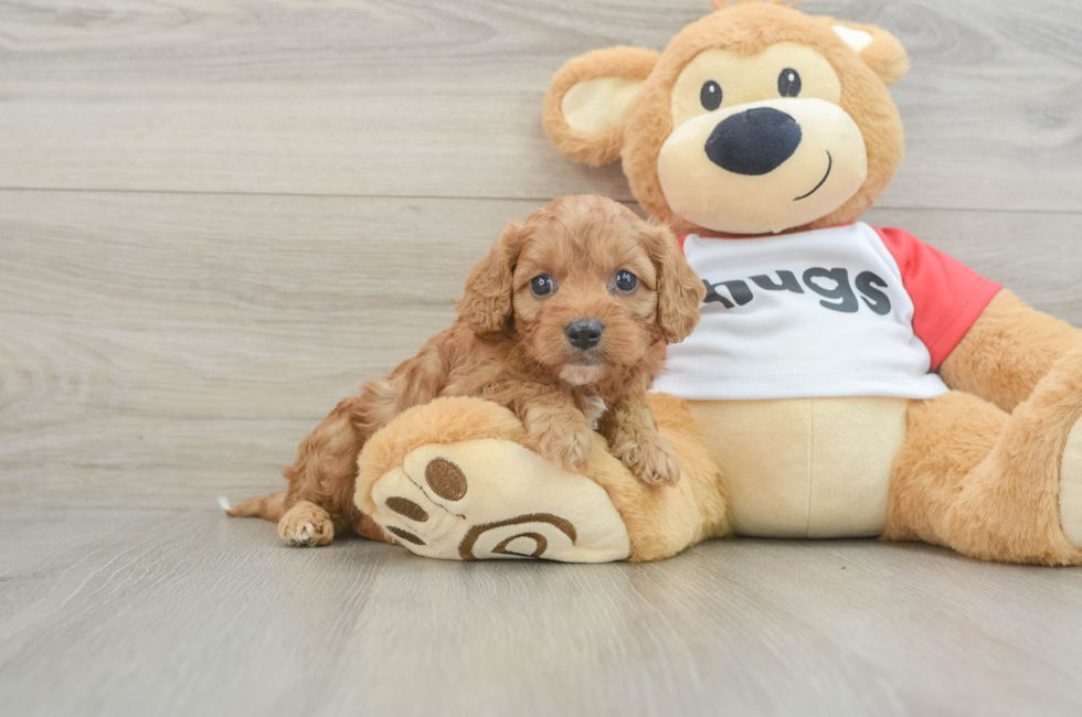 7 week old Cavapoo Puppy For Sale - Lone Star Pups