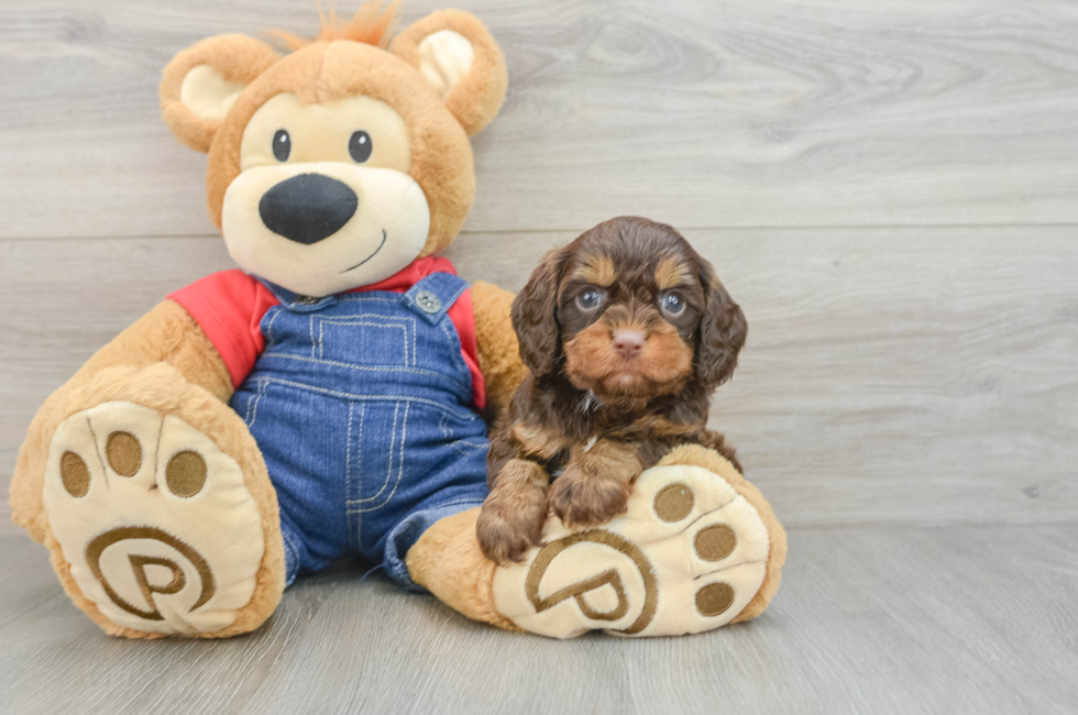 6 week old Cavapoo Puppy For Sale - Lone Star Pups