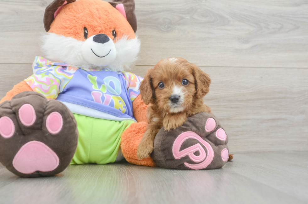 5 week old Cavapoo Puppy For Sale - Lone Star Pups