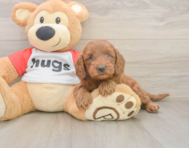 7 week old Cavapoo Puppy For Sale - Lone Star Pups