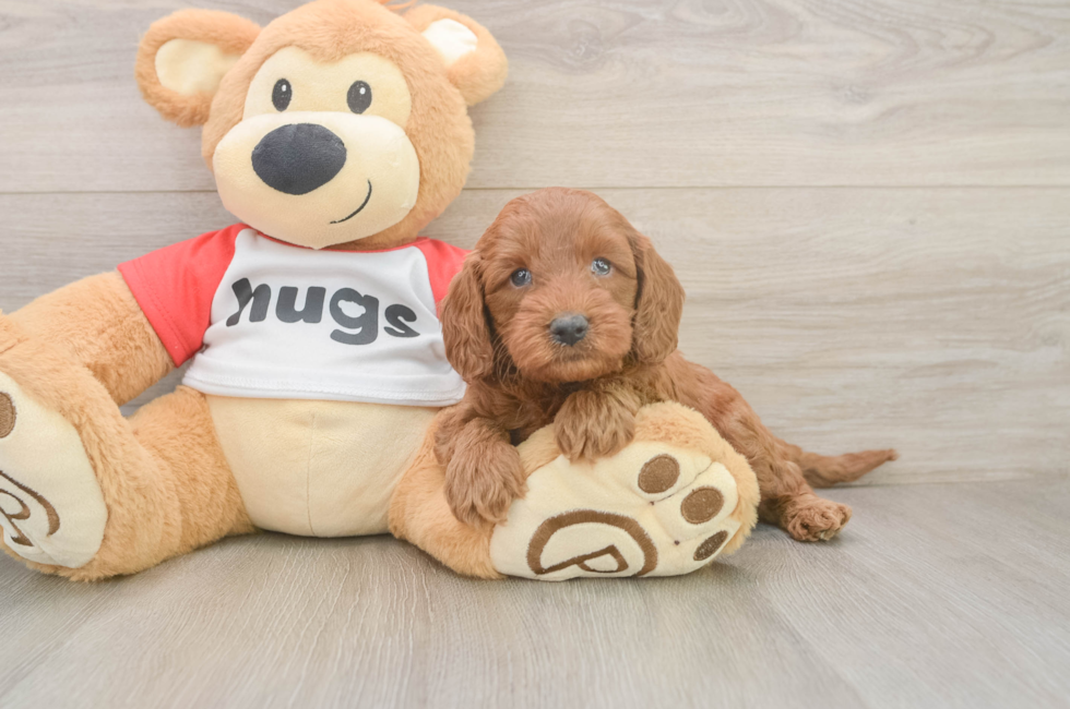 5 week old Cavapoo Puppy For Sale - Lone Star Pups