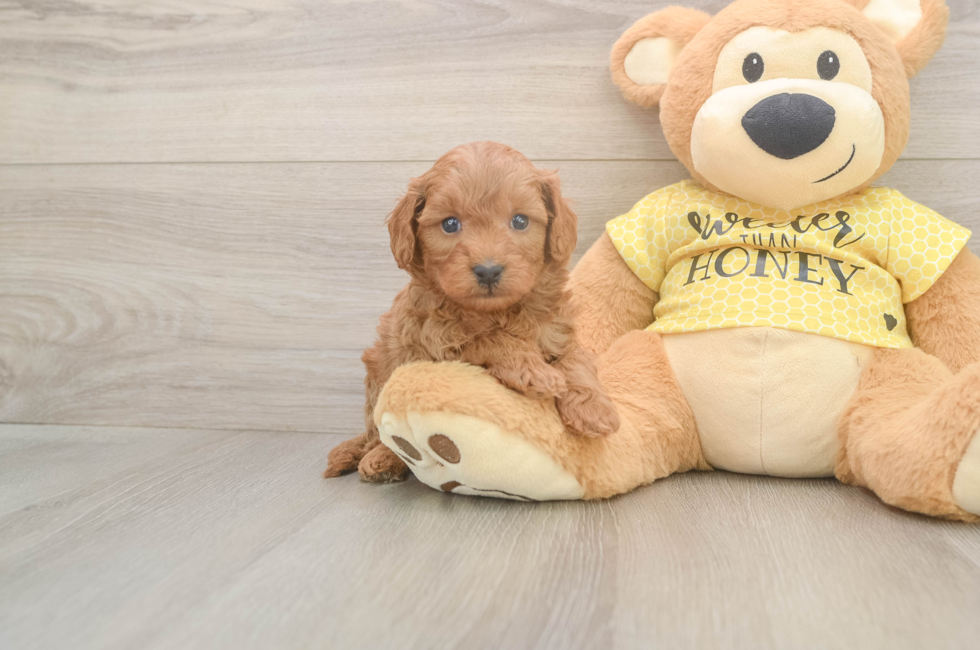 5 week old Cavapoo Puppy For Sale - Lone Star Pups