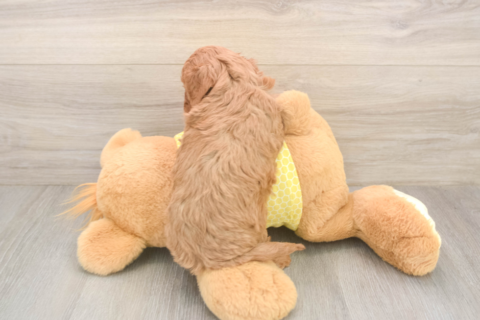 Funny Cavapoo Poodle Mix Pup