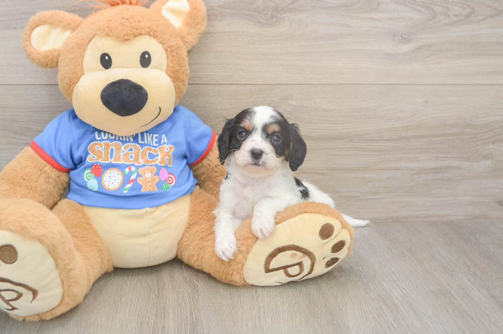 5 week old Cavapoo Puppy For Sale - Lone Star Pups