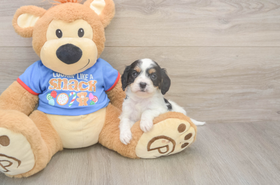 Friendly Cavapoo Baby