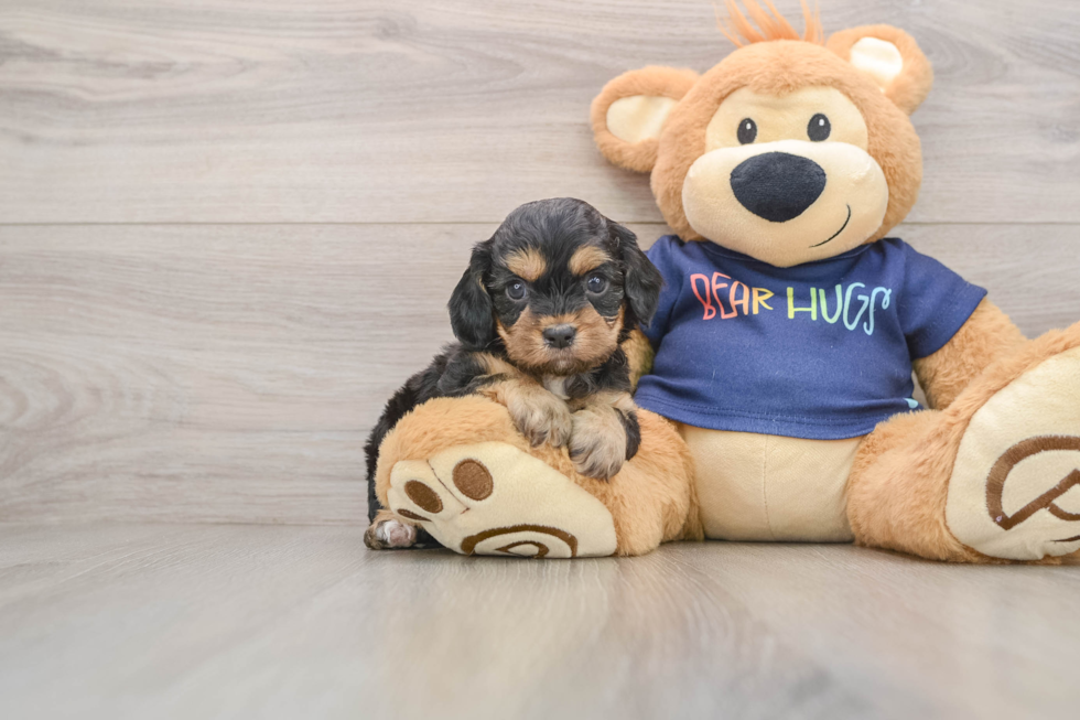 Friendly Cavapoo Baby