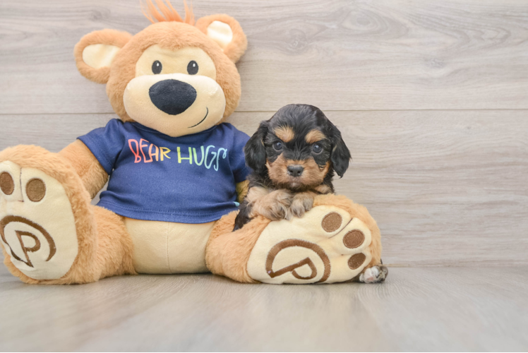 Smart Cavapoo Poodle Mix Pup